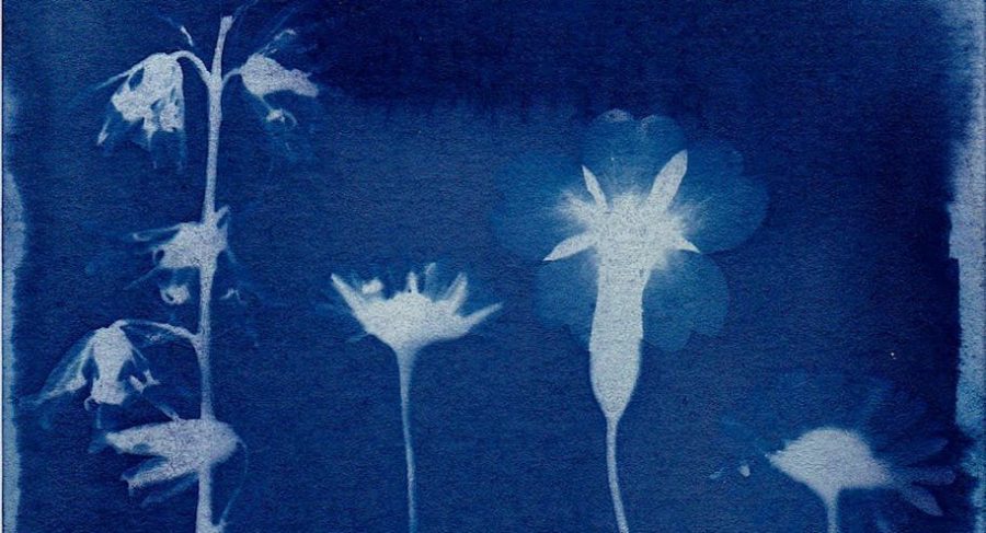 cyanotype art of flowers